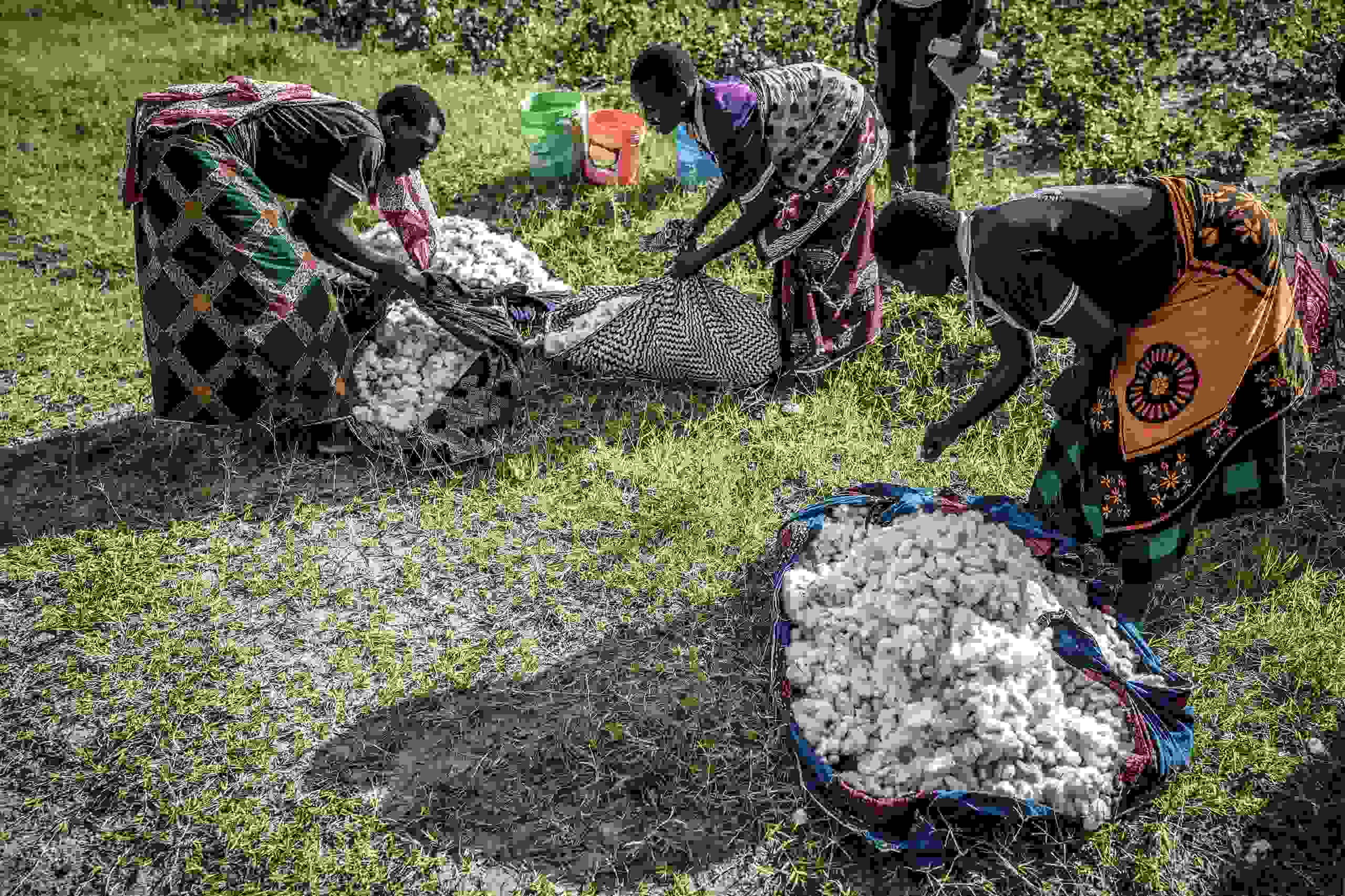 Women collecting seed cotton in Tanzania